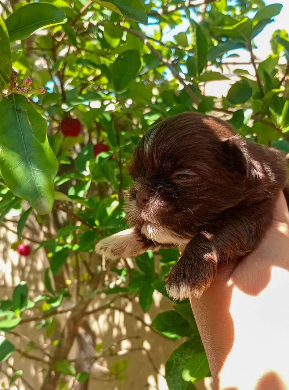 Shih Tzu macho  - Foto 6