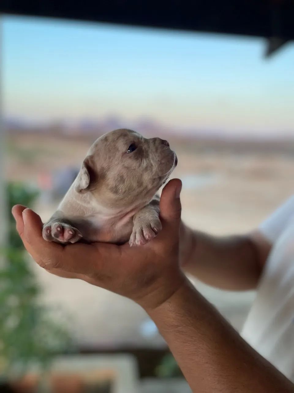 FILHOTES AMERICAN BULLY - Foto 2