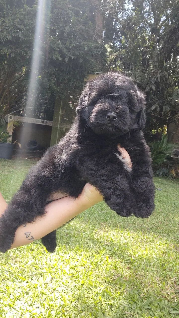 Yorkpoo ( York com poodle ) machos  - Foto 5