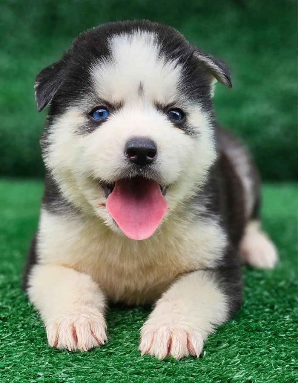 Husky siberiano  - Foto 2