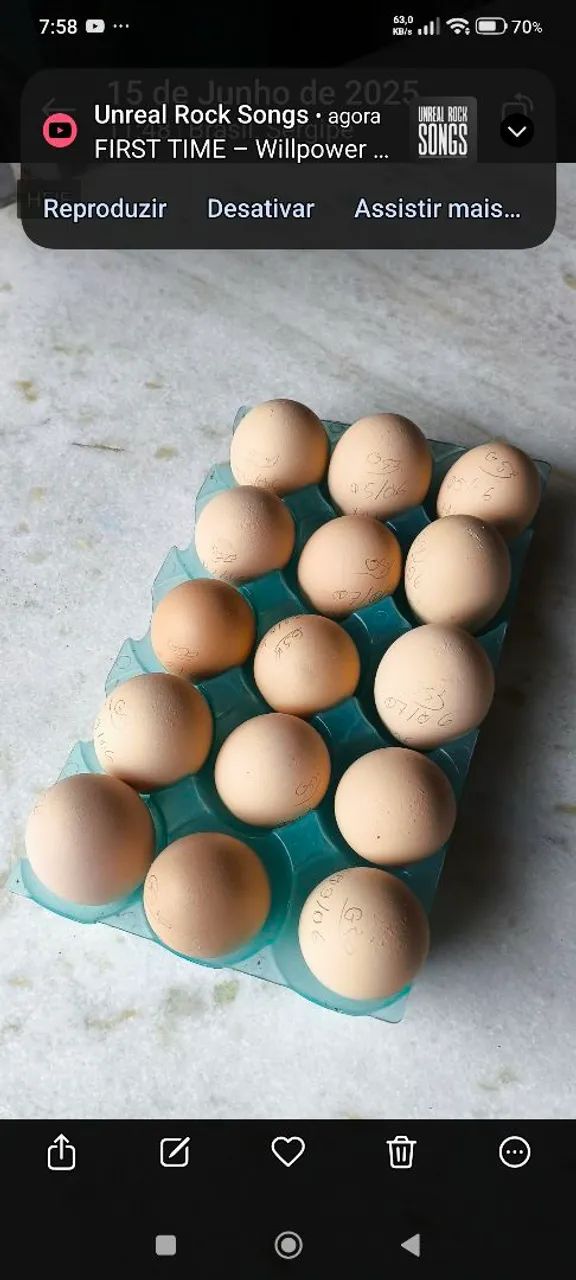 Ovos de galinha gsb 
