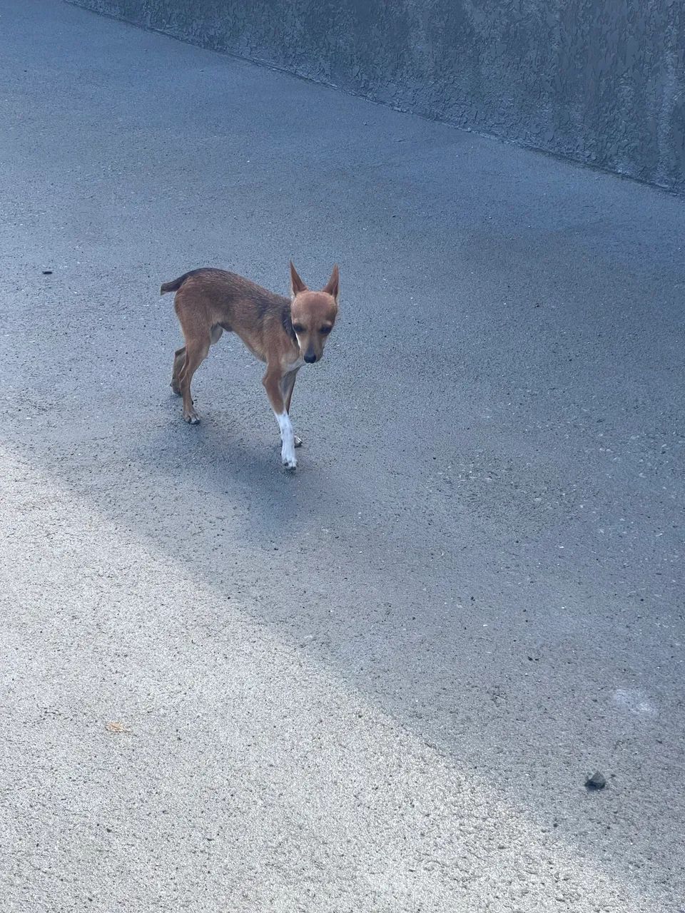 Pinscher - Foto 2