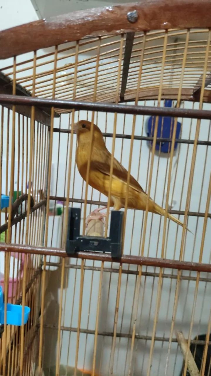Gaiola - Foto 4