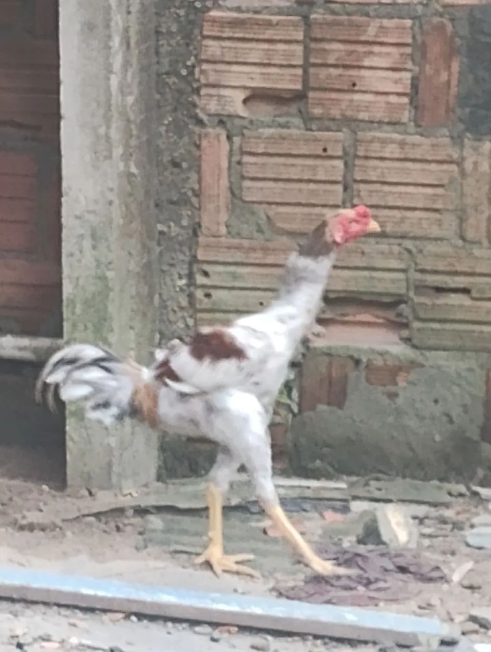 Vendo/Troco Frango Caipira Carioca - Foto 3