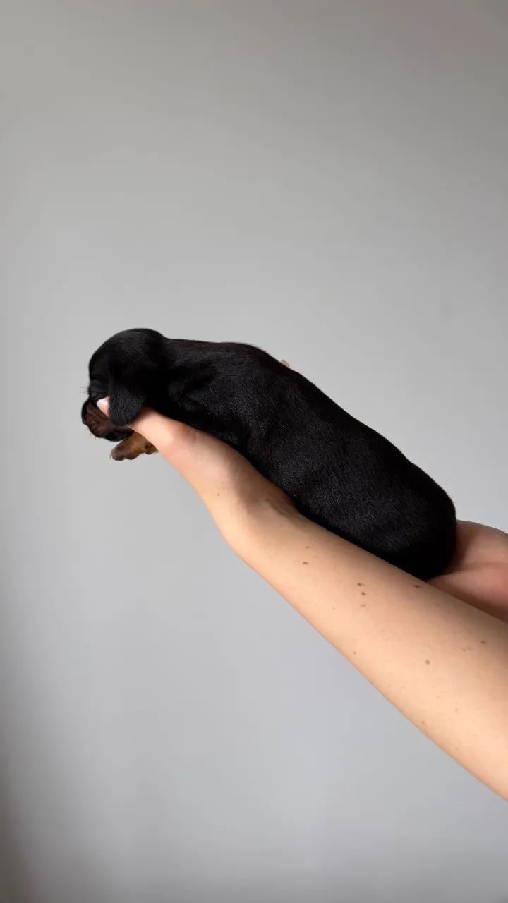 Dachshund/Cofap /Salsicha - Foto 3