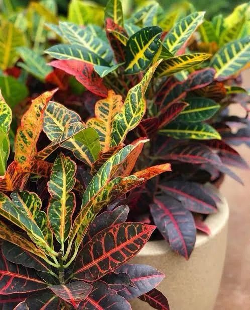 Planta Croton - Foto 2