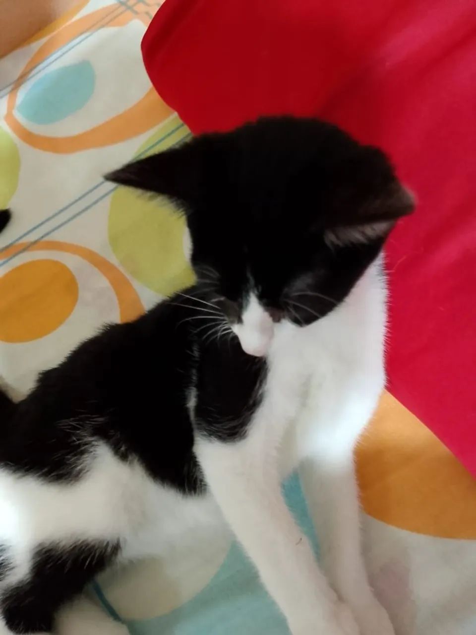 Gatinha castrada - Foto 2