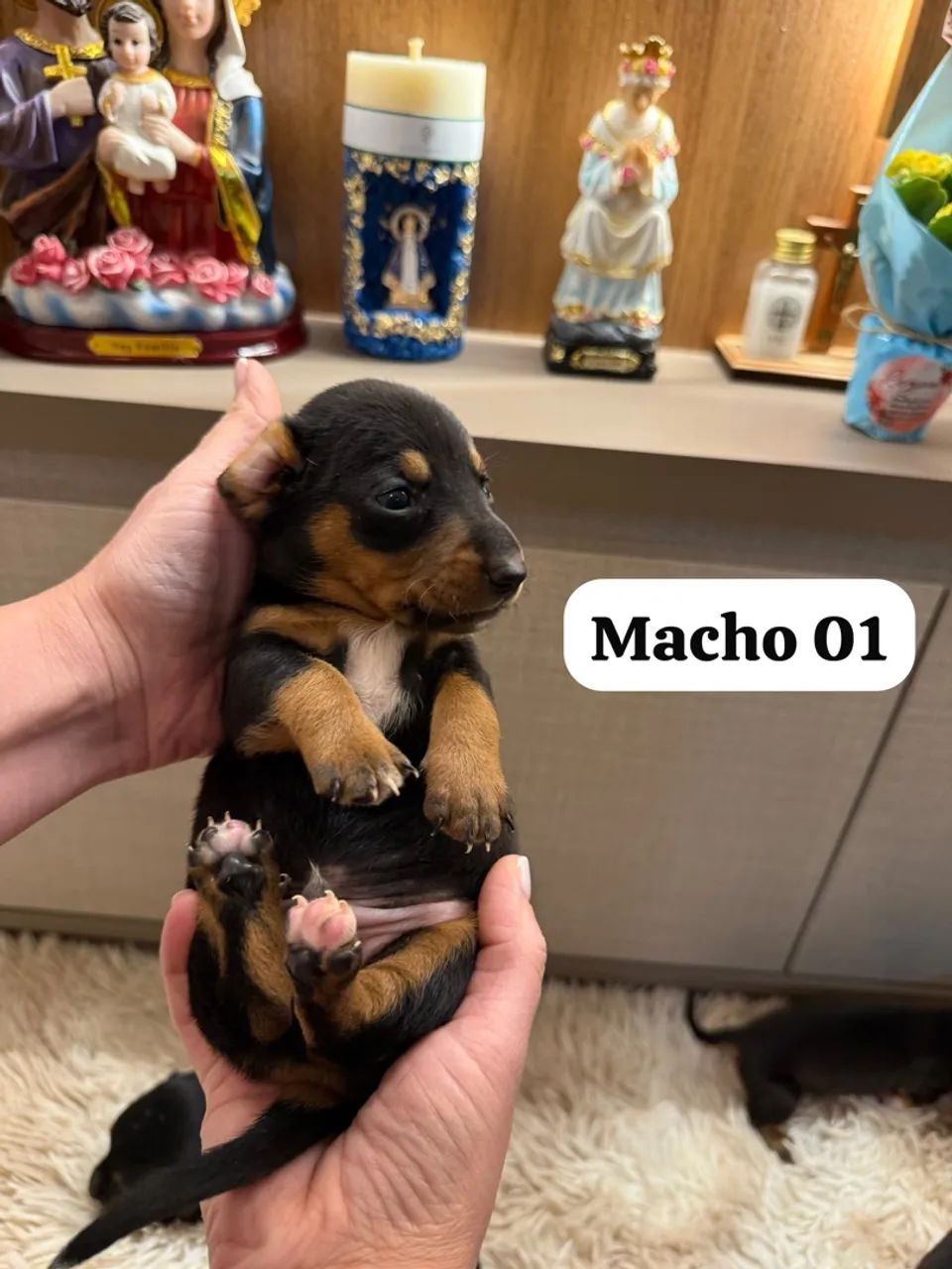 Vendo Cofape Piebal Salsichinha  - Foto 2