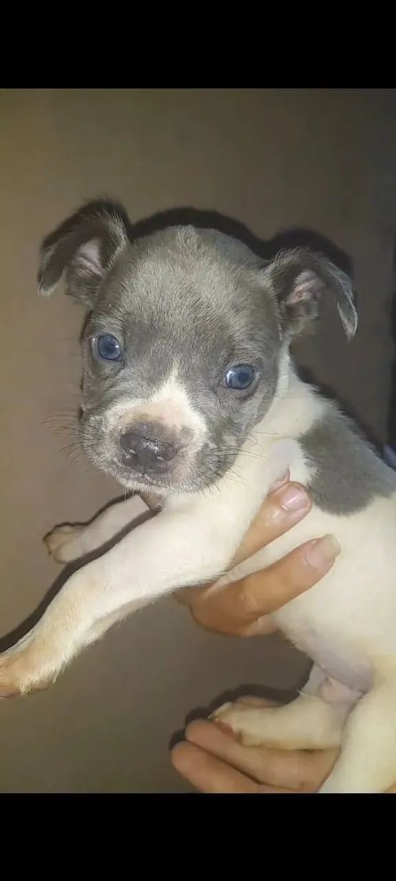 Pitbull  - Foto 2