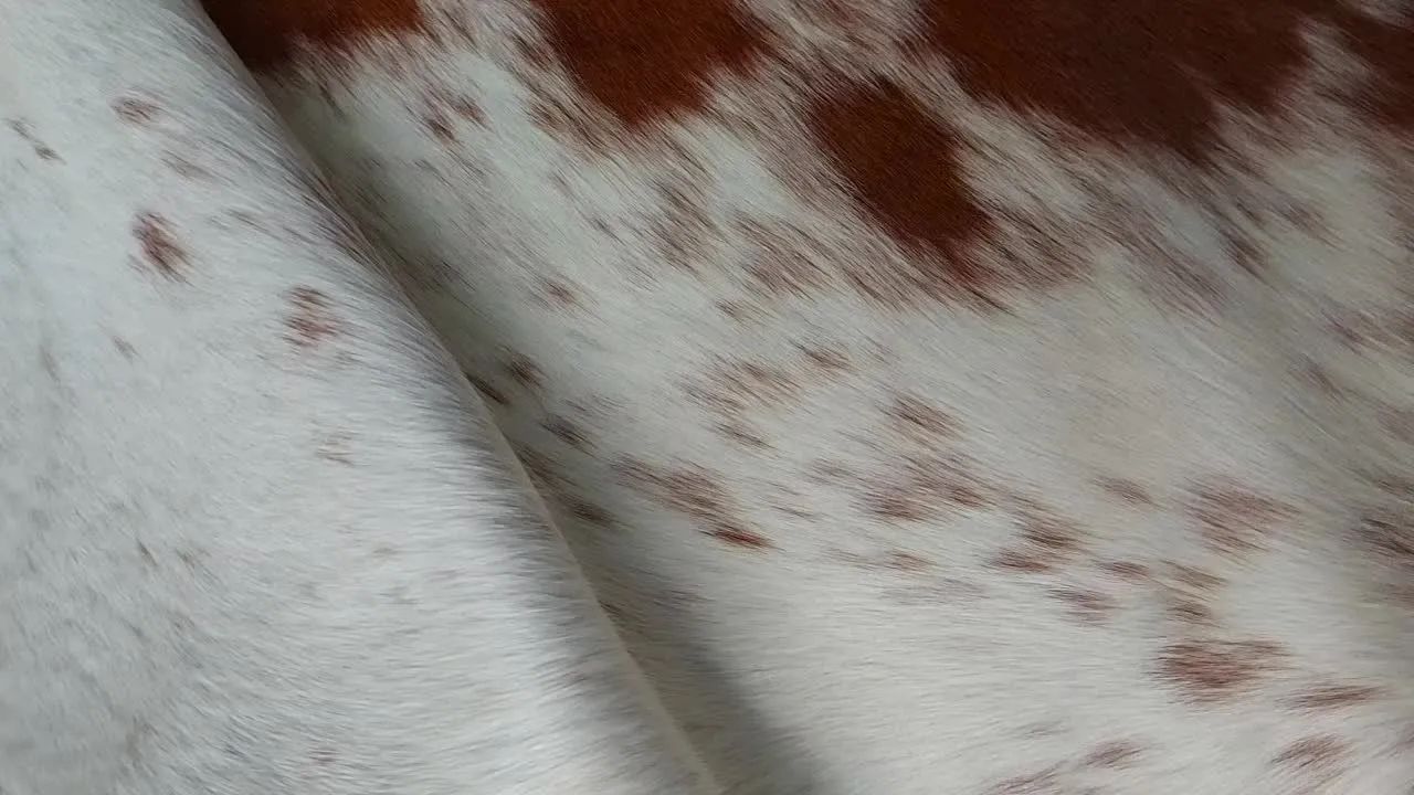 Tapete - Foto 3