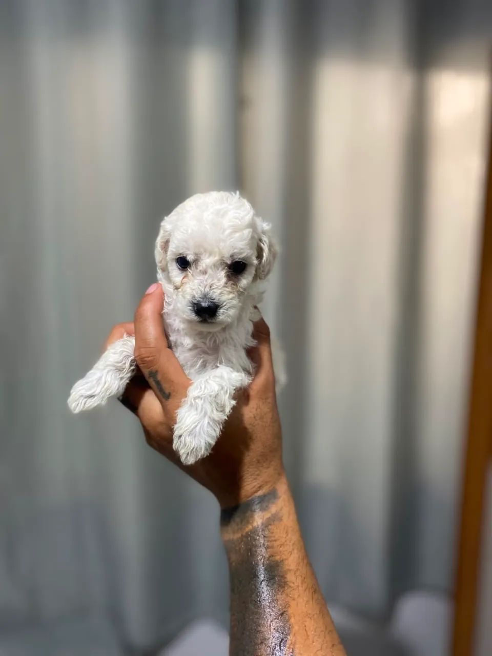 POODLE TOY MACHO - Foto 3