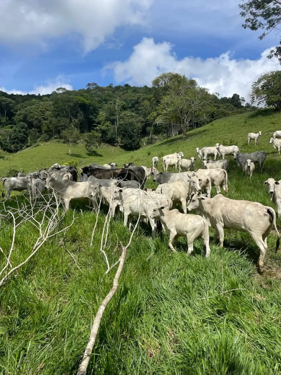 Fazenda com 338 hectares à venda na Divisa de Alagoas com Pernambuco
