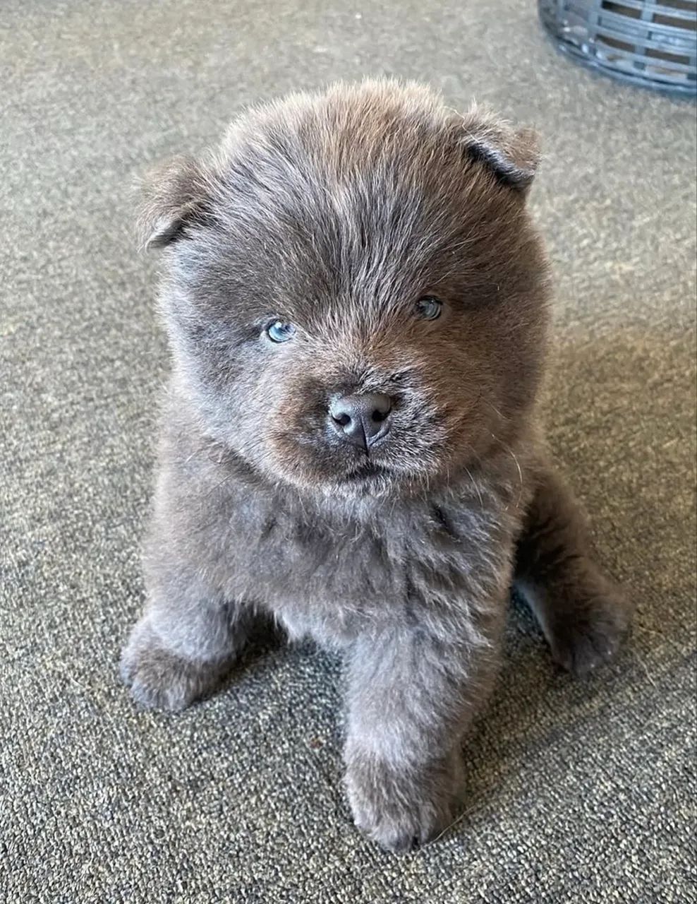 Cachorro Chow Chow - Foto 5