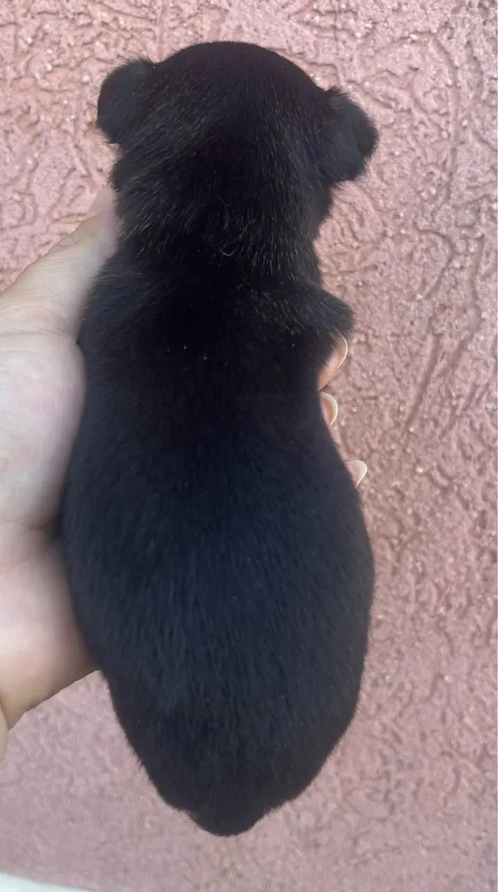 Pinscher Fêmeas e Macho - Foto 2