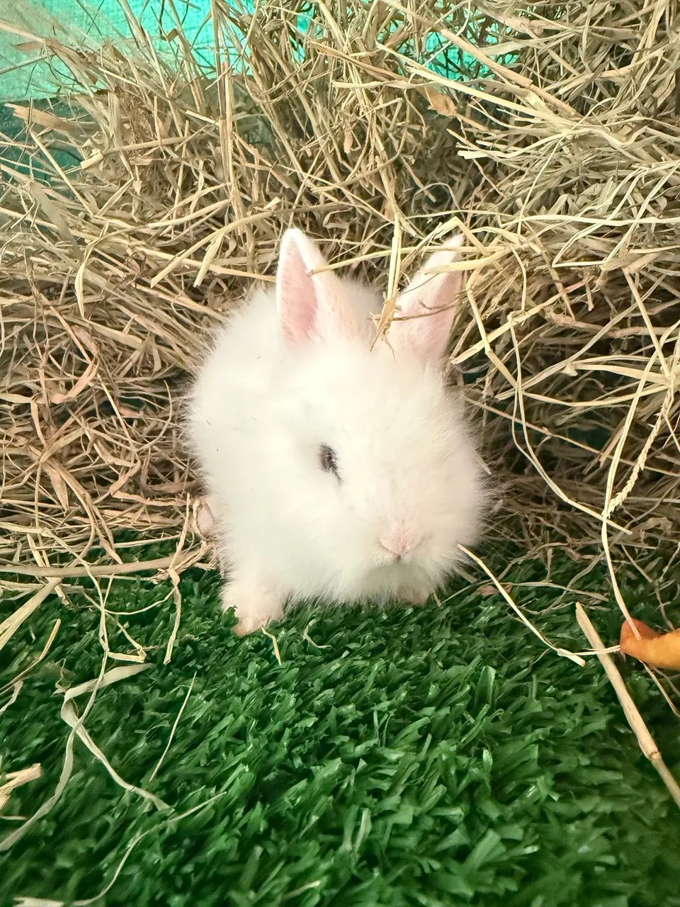 Coelhos: Mini Lion Head, Gigante Flandes, Netherland Dwarf, Mini Lop - Foto 2