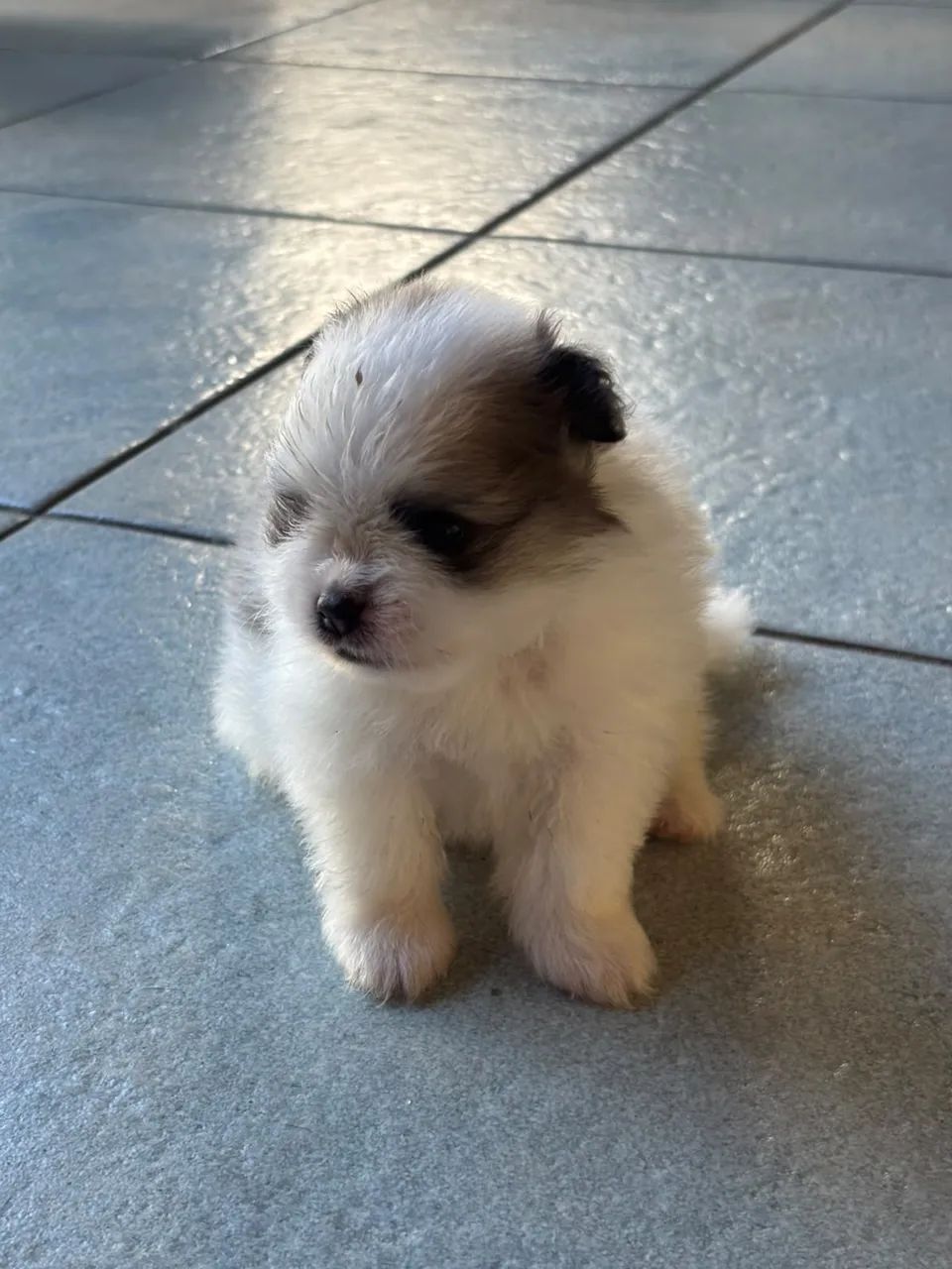 Filhotes de spitz alemão - Foto 4