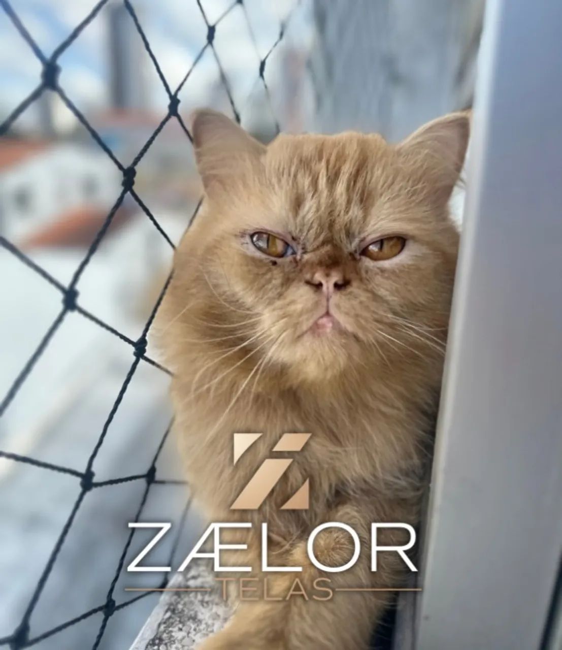 REDE DE PROTEÇÃO PARA GATOS - Foto 2