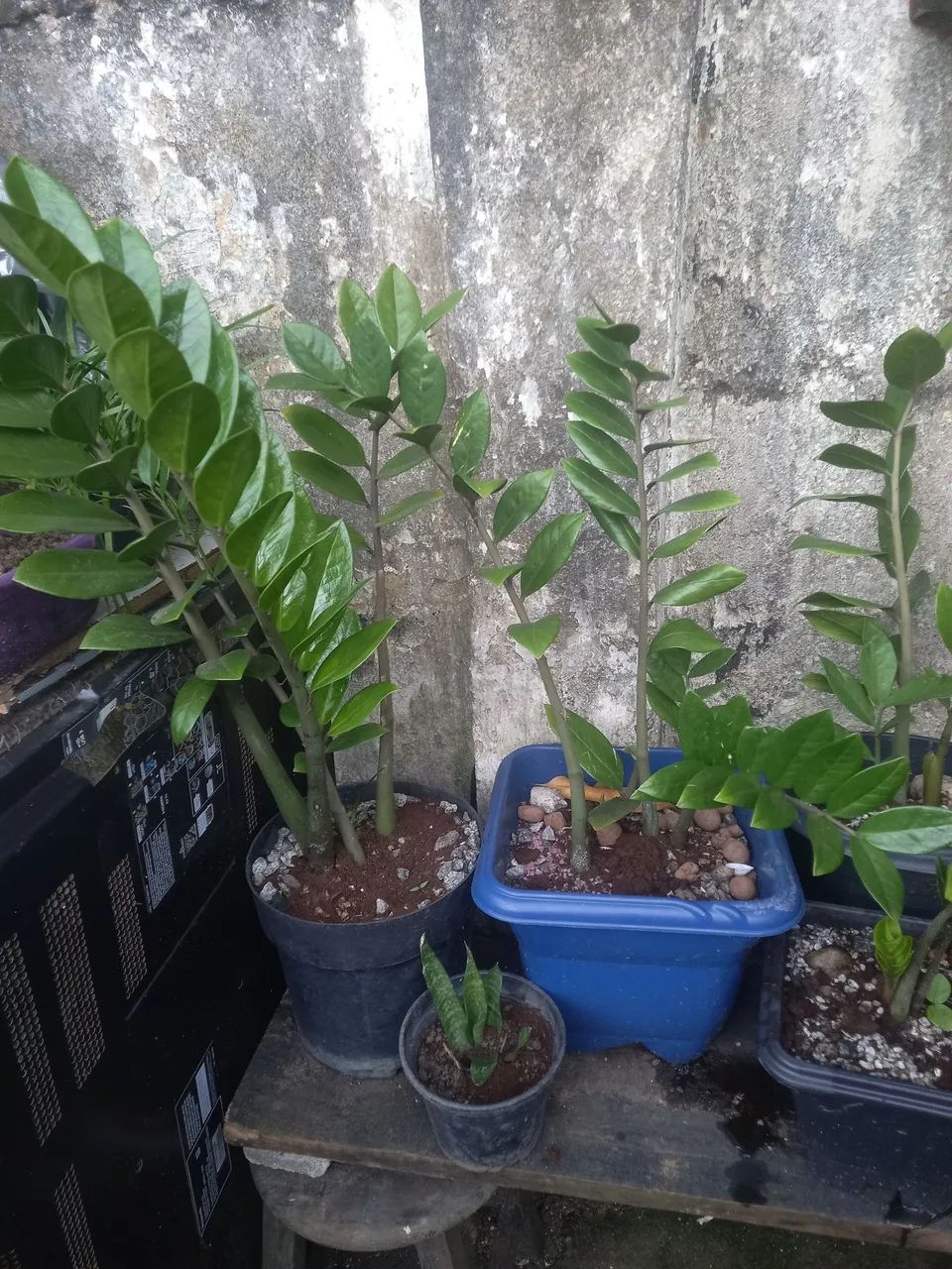 Plantas samiocuca  - Foto 2