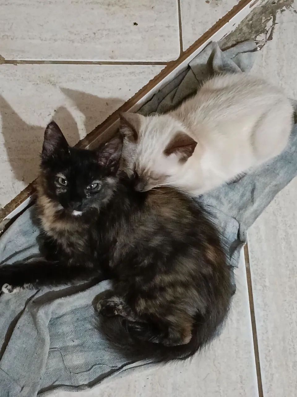 Gatinhas irmãs - Foto 2