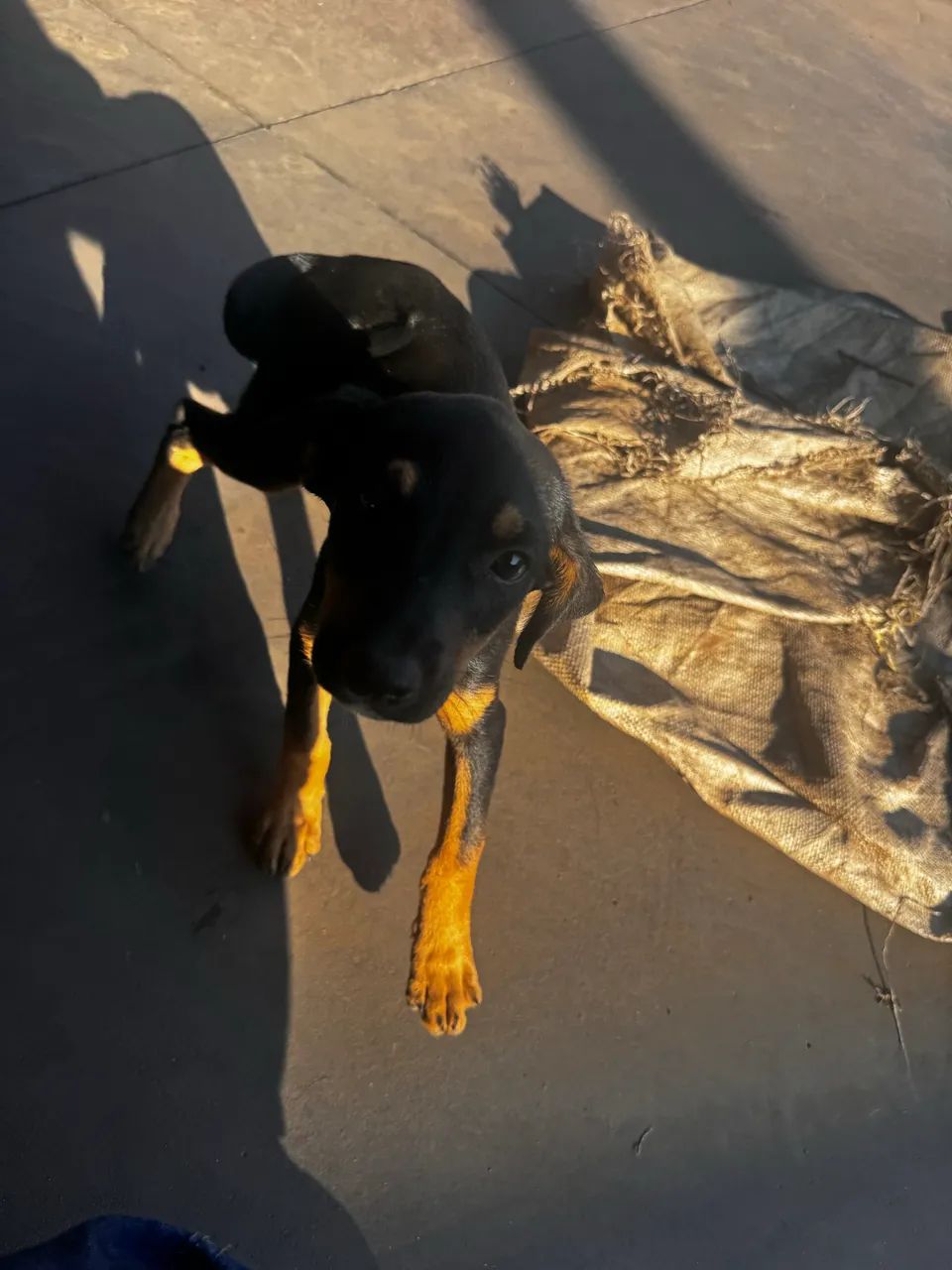 Pet - Foto 5