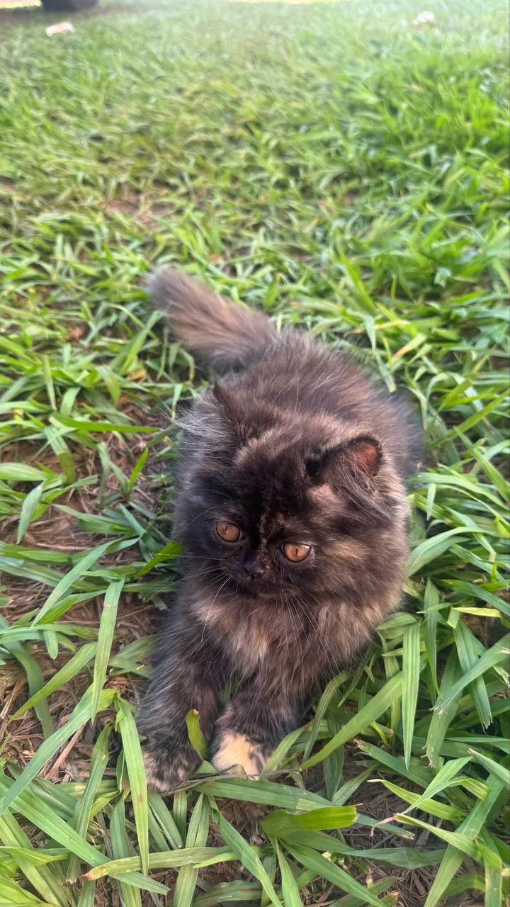 Persa filhote  - Foto 4