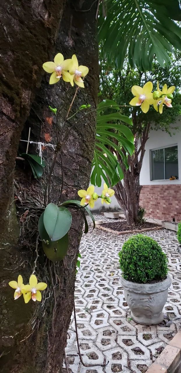 Rio Branco - casa plana c/ habite-se 