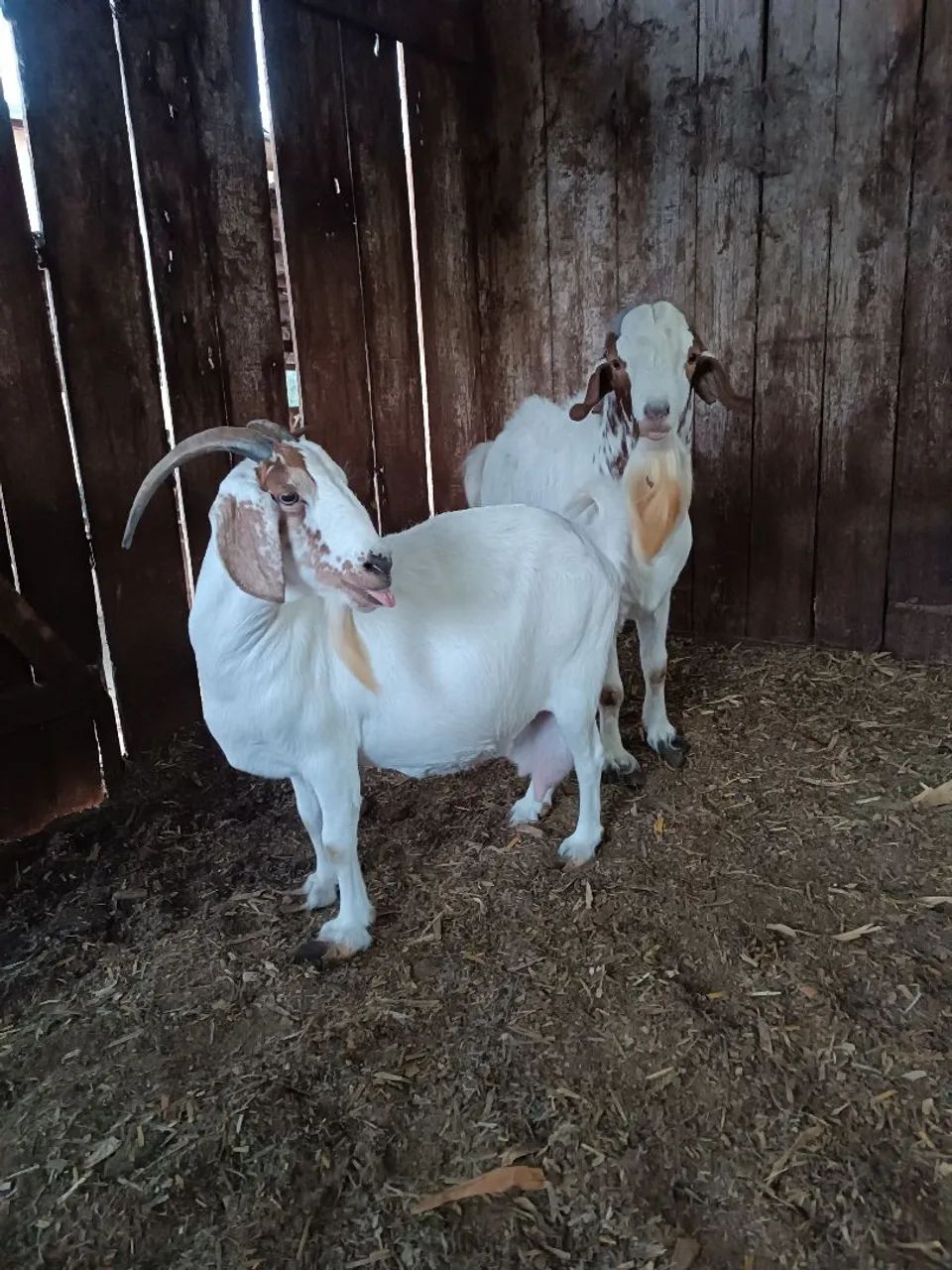 Cabras 