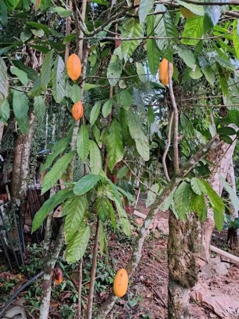 Vende-se linda chacara em Monguagua - Foto 5