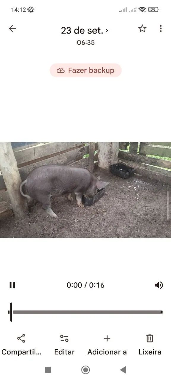 Porcos ?