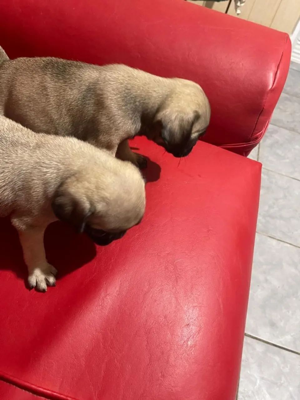 Pug filhotes - Foto 3