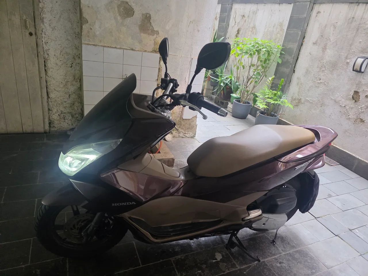 Pcx marrom 