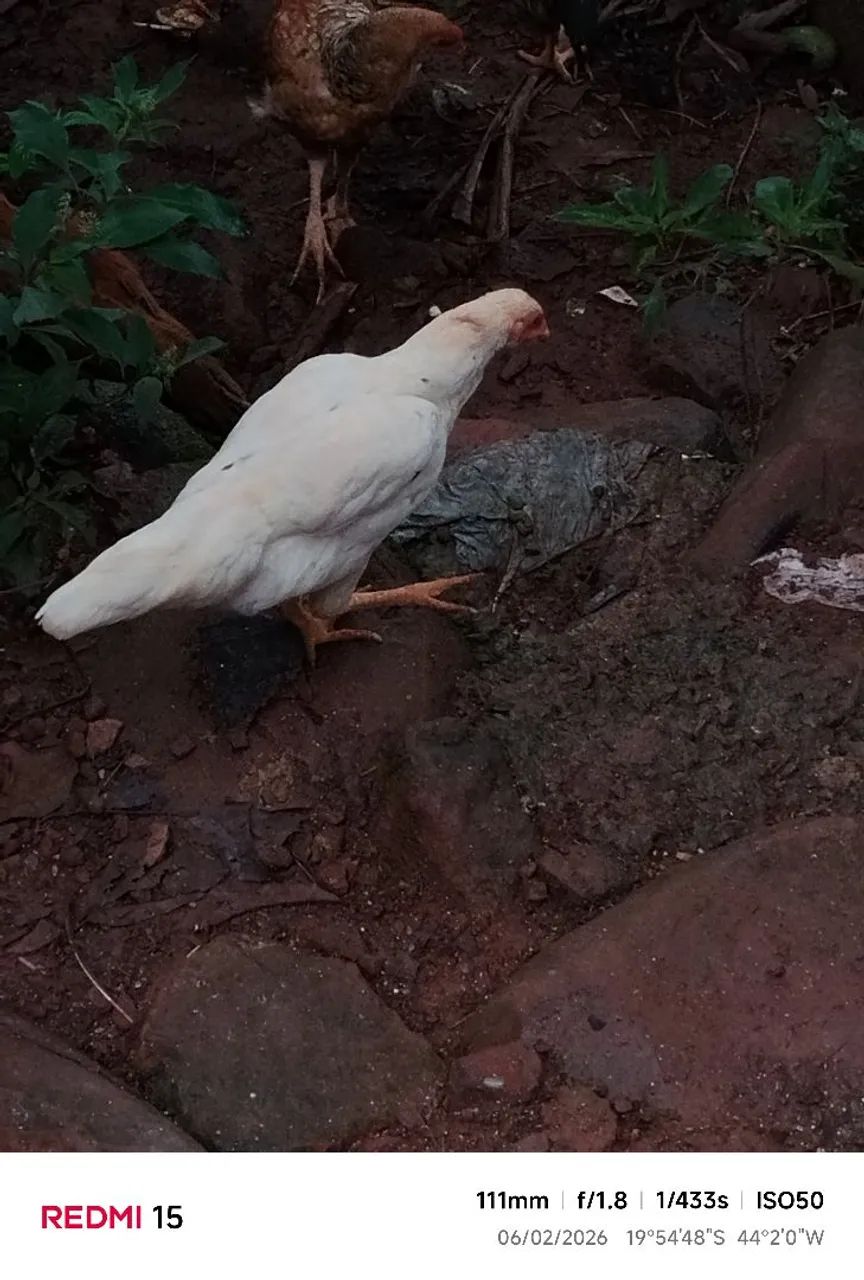 Frangos caipira - Foto 3