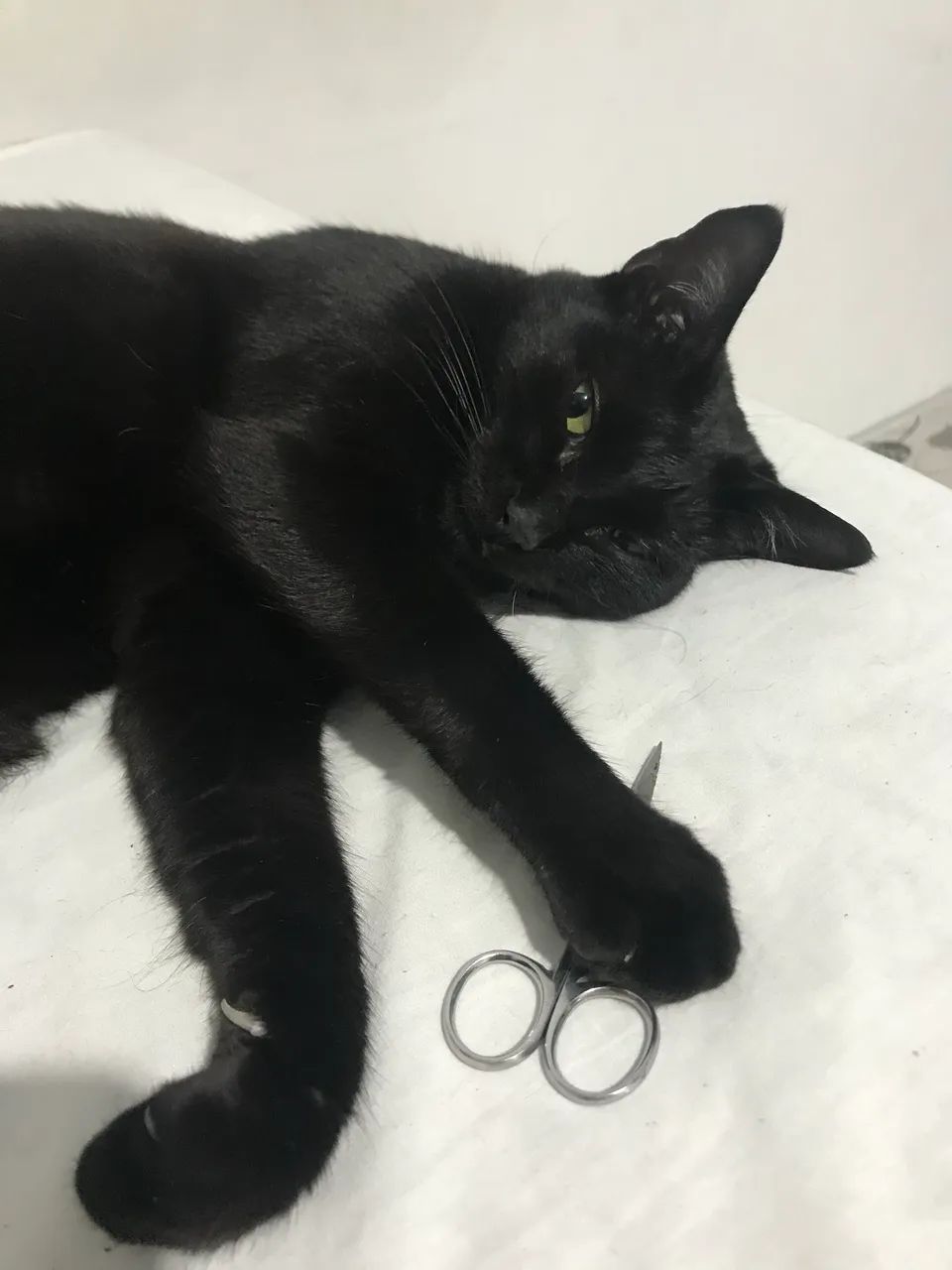 Adoção de gata castrada 