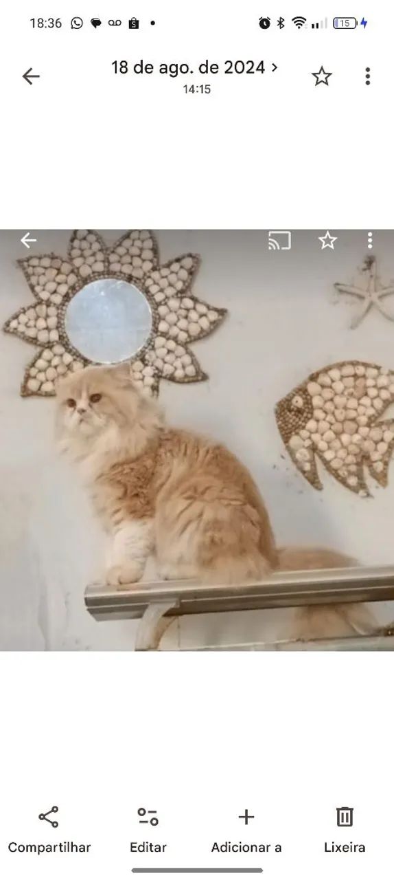 Gato persa