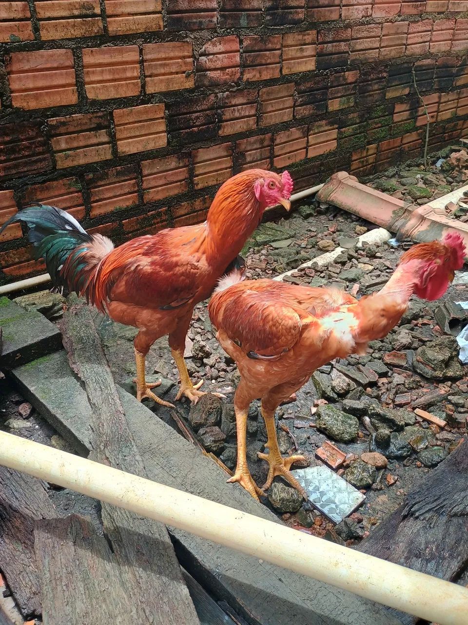 Frango caipira 