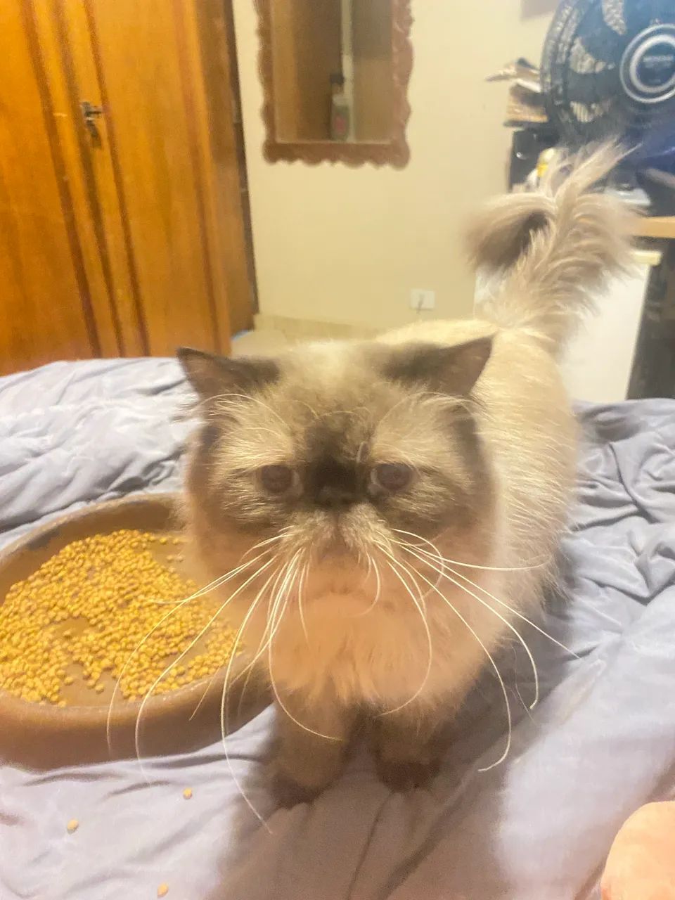 Gato persa macho  - Foto 2