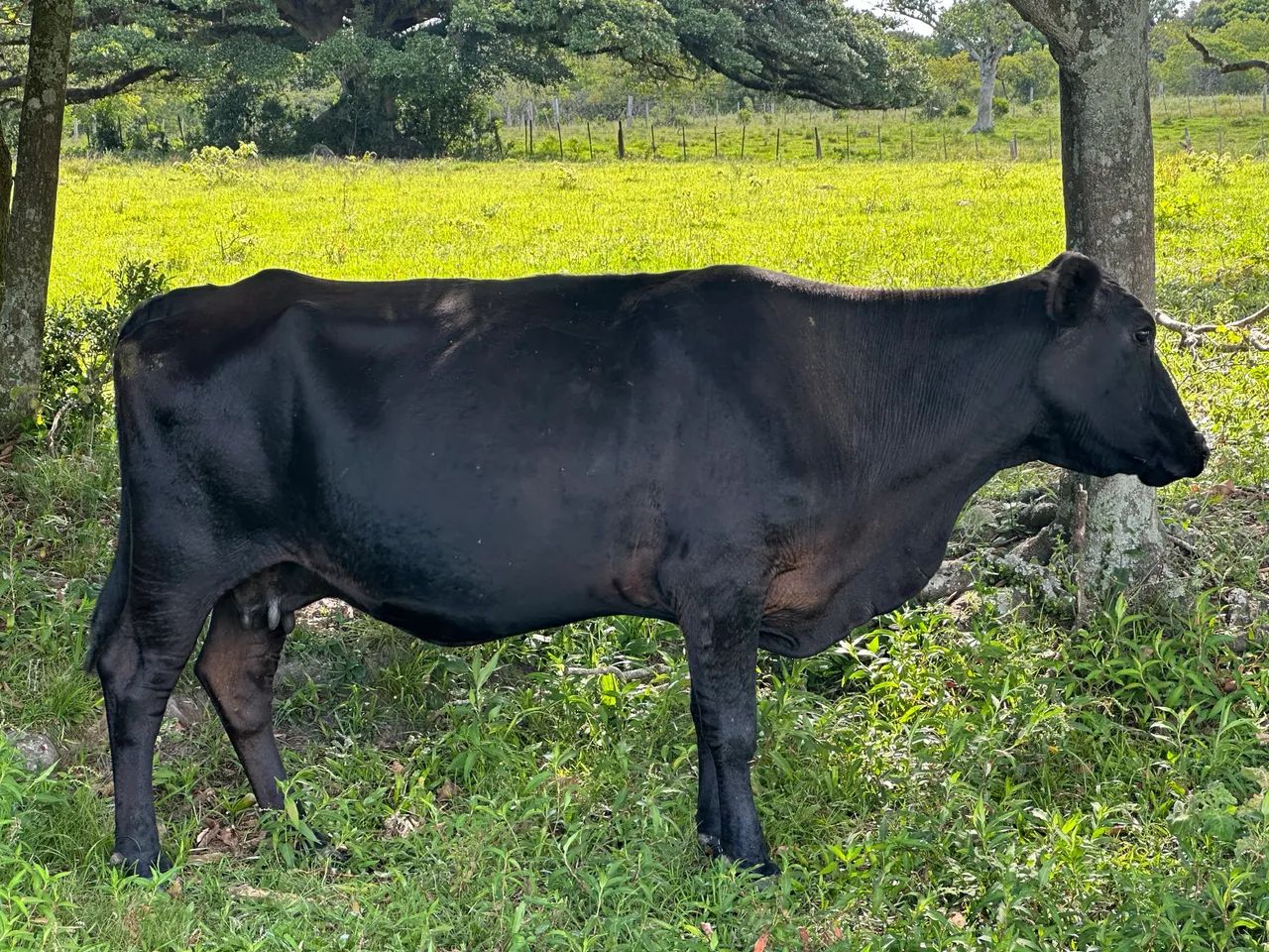 Vaca Angus pura - Foto 4