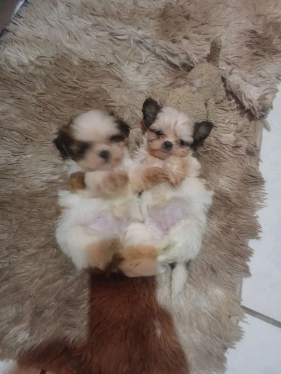 Filhotes de Shitzu  - Foto 5