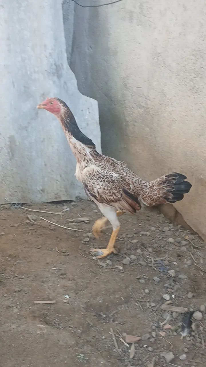 Franga índio 