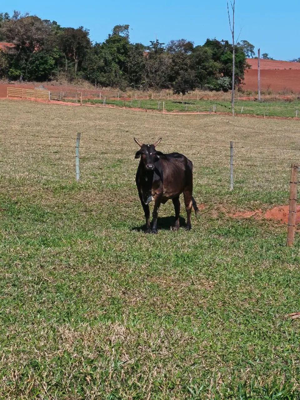 Vaca com bezerra nelore  - Foto 3