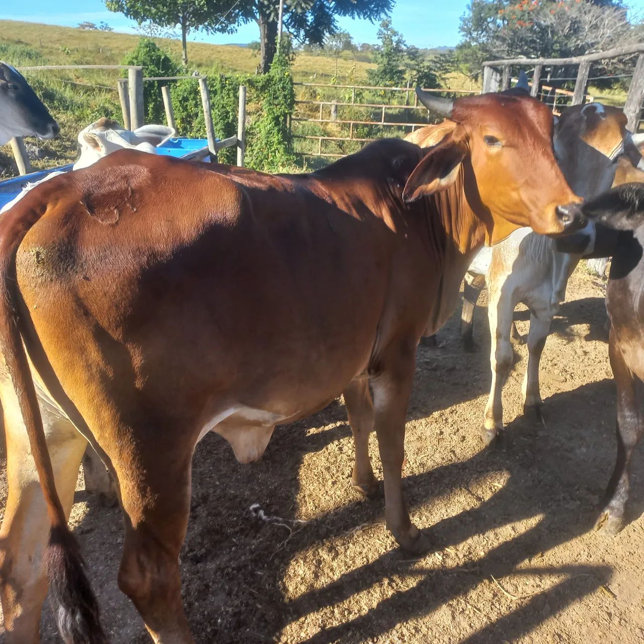 Vendo e pego carro um lote de gado extra  - Foto 4