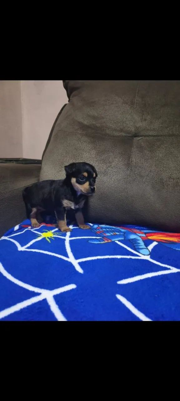 Pinscher  - Foto 4