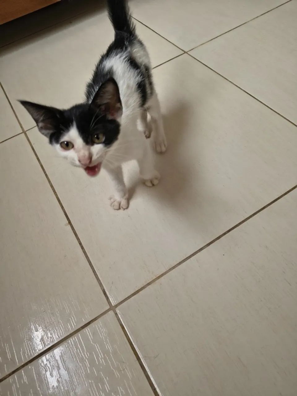 Adoção: Gatinho Macho BB  - Foto 3