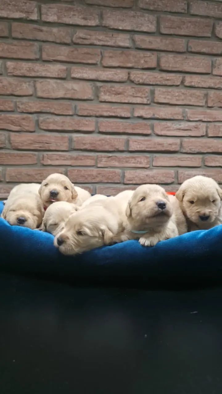 Lindos e Fofuxos Filhotes de Golden Retriever - Com Pedigree e Vacinados - Foto 2