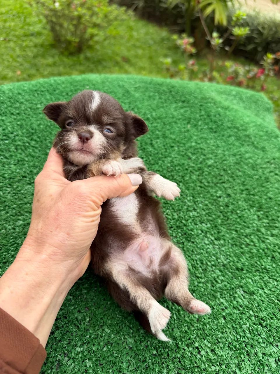 Chihuahuas  - Foto 5