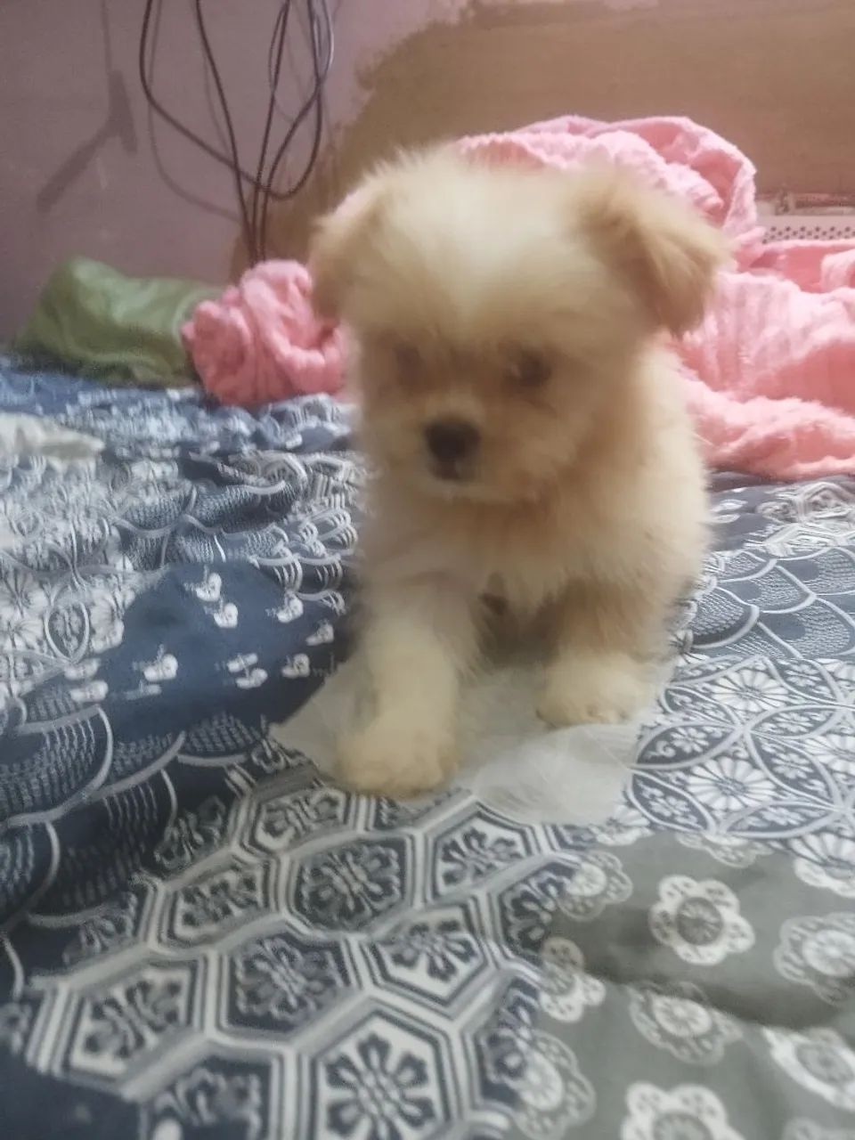 Shitzu com lulu 