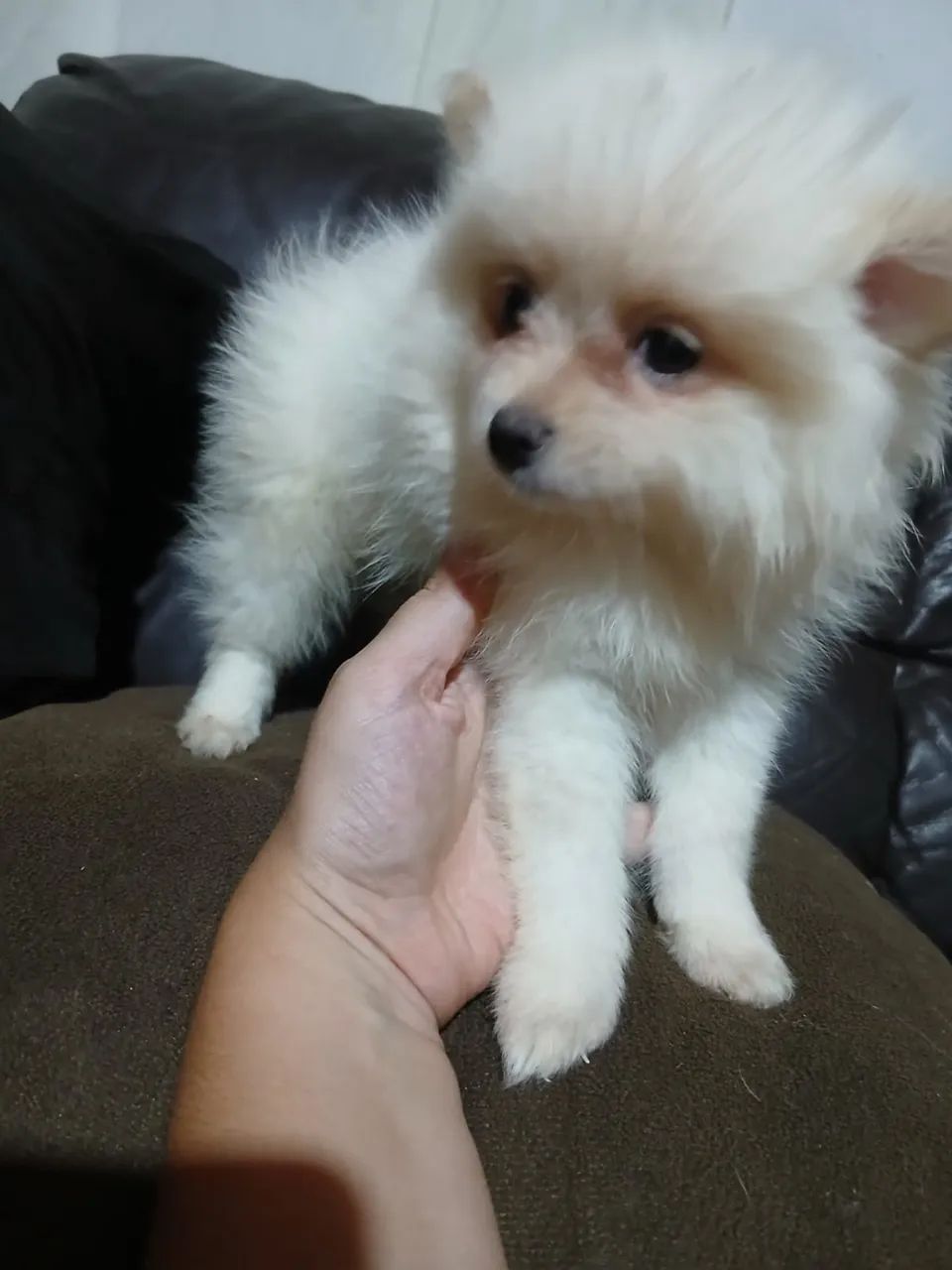 Filhote de Lulu da Pomerânia  - Foto 5