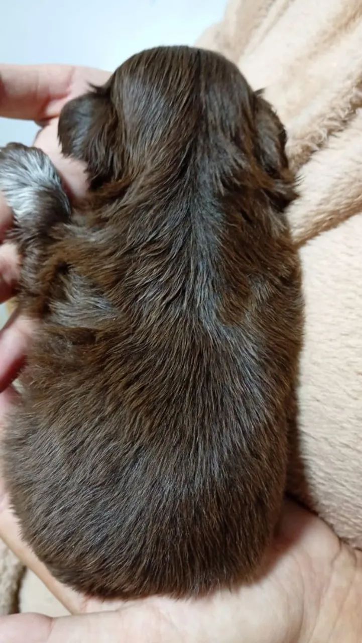 Vendo shitzu macho  - Foto 3