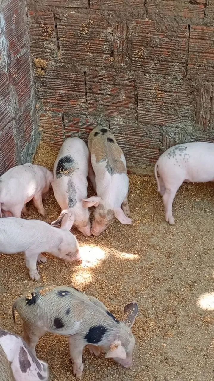 Leitões Pietra  - Foto 2