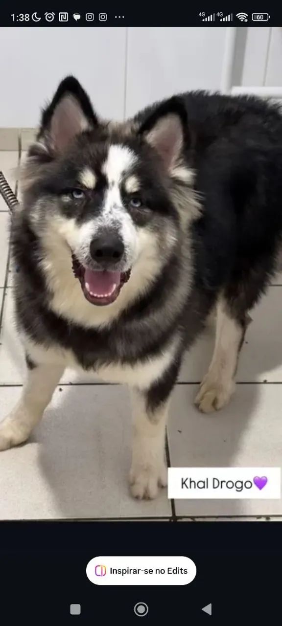 Procuro Fêmea Husky Siberiano